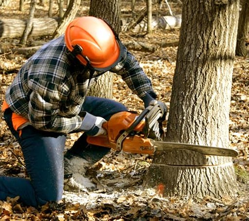 Tree Removal in Aline, OK